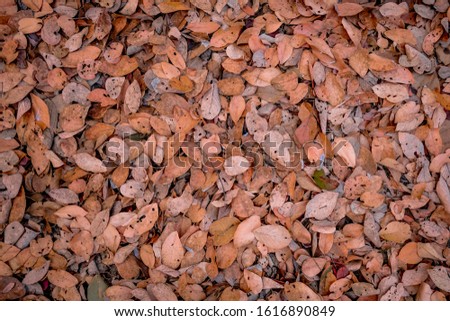 Colorful autumn fallen leaves on brown forest soil background, leaves on the ground from above.