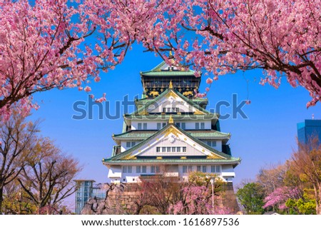 Osaka Castle and full cherry blossom in Japan