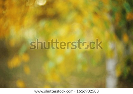 Autumn blurred background from yellow leaves.Autumn leaves on the sun. Fall blurred background.
