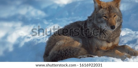 wolf that lives at the poles