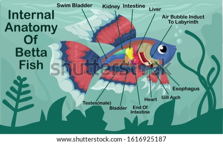 Anatomy Of Betta Fish Cartoon Design Vector Illustration