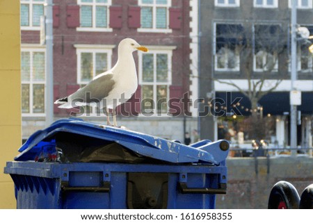 Seagull sitting on a trash can against the background of a city street
