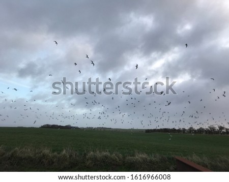 picture of a sky with many birds flying