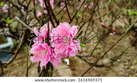 Plum Blossom, chinese flower during lunar new year