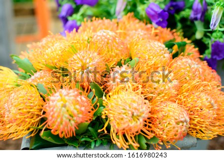 Beautiful of spring Leucospermum Cordifolium or Pincushion Protea nutans flowers with green leaves under sunlight in the garden on blurred natural background at spring or summer season. Nature concept