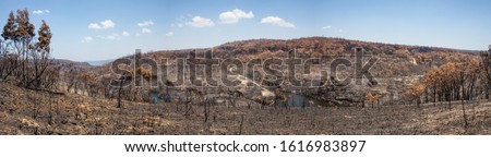 Panorama in Australia's Blue Mountains showing damage from the 2020 bushfires Royalty-Free Stock Photo #1616983897