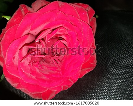 Beautiful flower red rose high resolution image