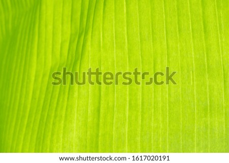 Tropical leaves, summer conept, green background. Abstract