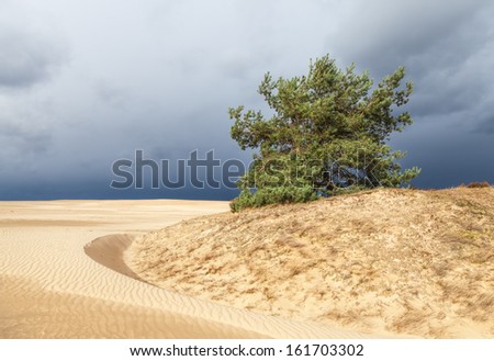 Dunes in Hoge Veluwe National Park in Netherlands, Europe Royalty-Free Stock Photo #161703302