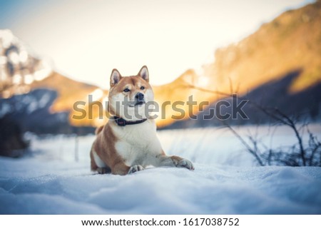 Portrait of an Shiba inu in the snow. Dog lying on the snowy ground . Sunlight shines trough the trees. Happy dog in winter