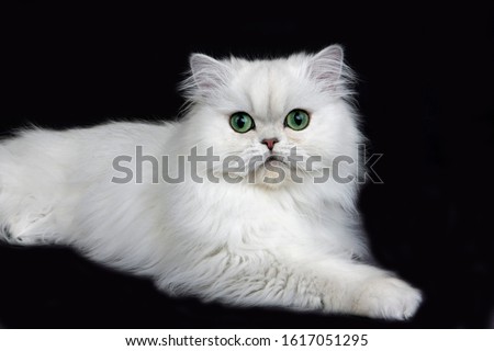 Chinchilla Persian Domestic Cat with Green Eyes, Cat laying agaisnt Black Background   Royalty-Free Stock Photo #1617051295