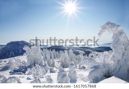 sunny winter day in bavarian forest, copy space