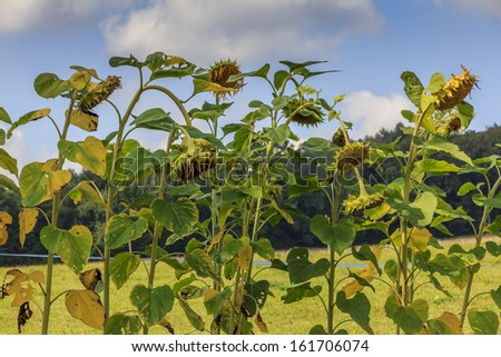 A picture of sunflowers growing in the field - blue sky in background
