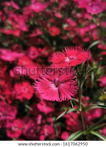 Pink flowers, purple flowers or light purple flowers and natural backgrounds