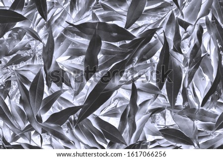 Leaf background.Abstract composition. Black and white photography.
