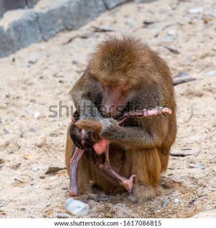 The daily life of baboons in the wild zoo