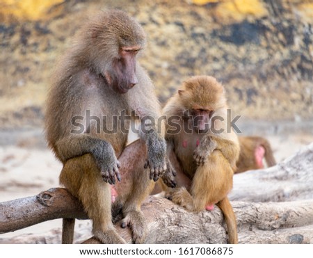 The daily life of baboons in the wild zoo