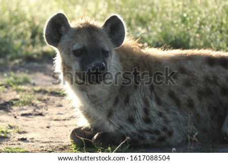 Spotted hyena (crocuta crocuta) resting in the african savanna.