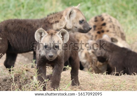Group of hyena cubs by their den.