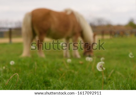 A little lovely Shetland pony (beautiful miniature horse) on a farm eating fresh green grass as a blurred background. Dandelion in the foreground. Macro shot