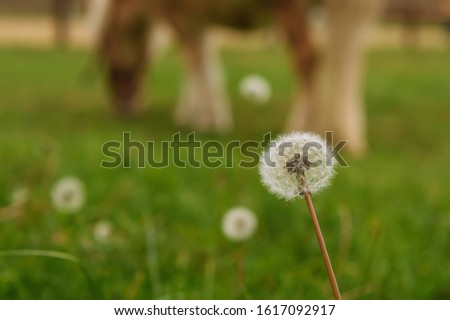 A little lovely Shetland pony (beautiful miniature horse) on a farm eating fresh green grass as a blurred background. Dandelion in the foreground. Macro shot