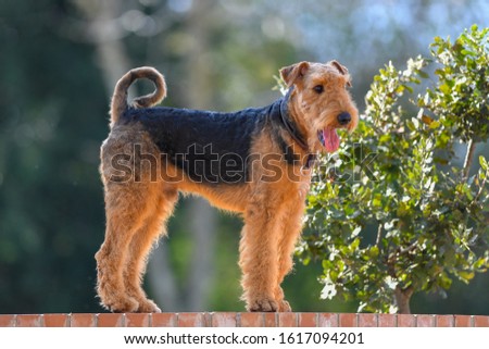 A two-year-old Airedale Terrier dog. Royalty-Free Stock Photo #1617094201