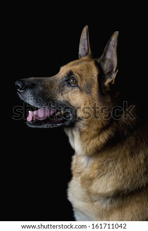 Close-up of a German Shepherd dog