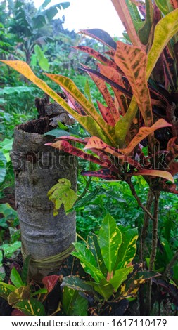 a rotten papaya tree accompanied by flowers