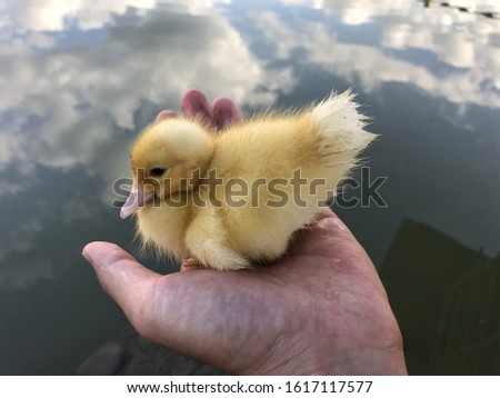The ducklings in the hands, the newborn ducks Muscovy are safe and protected.