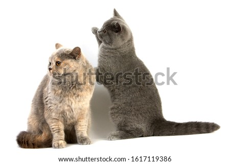 Blue Cream British Shorthair Female with Blue British Shorthair kitten, Domestic Cat sitting against White Background  