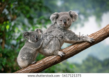 Koala, phascolarctos cinereus, Mother with Young standing on Branch   Royalty-Free Stock Photo #1617121375