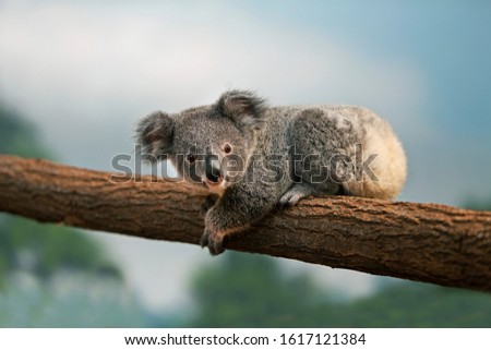Koala, phascolarctos cinereus, Young  laying on Branch  Royalty-Free Stock Photo #1617121384