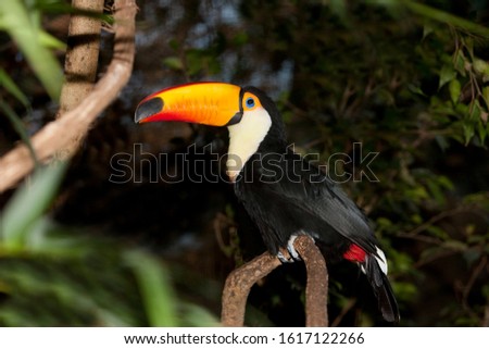 Toco Toucan, ramphastos toco, Adult standing on Branch  