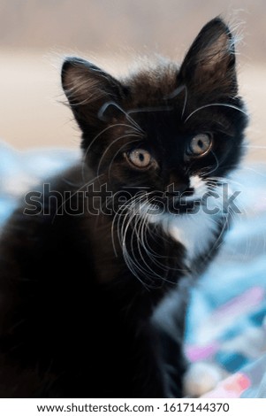 Funny black kitten on a blue background.