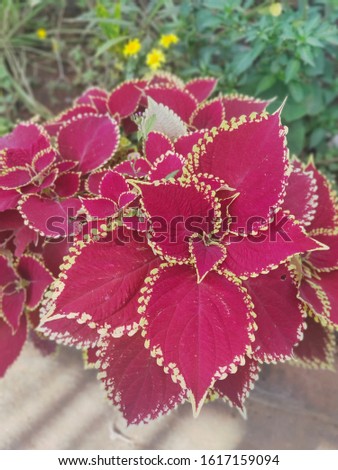 red leaf plant with yellow border indian garden