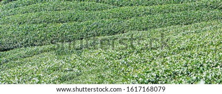 Beautiful green tea crop garden rows scene with blue sky and cloud, design concept for the fresh tea product background, copy space.