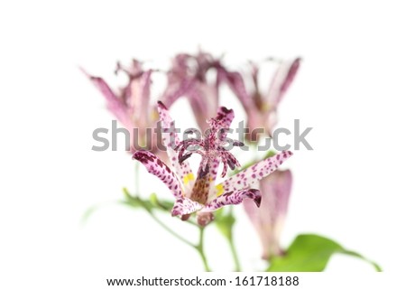 Pictured toad lily.This Asian flower blooms like an orchid./Toad lily in a white background