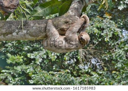 Sloth hanging in a tree in a costa rican jungle