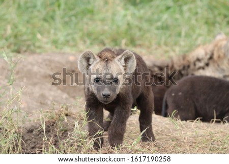 Spotted hyena cub standing by its den.