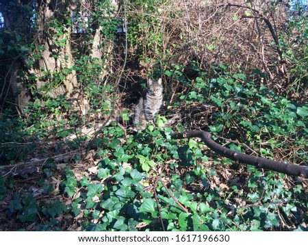 Tabby cat sitting in the greenery 