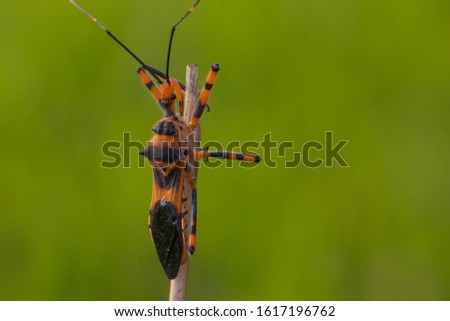 unidentified black orange insect with green nature background