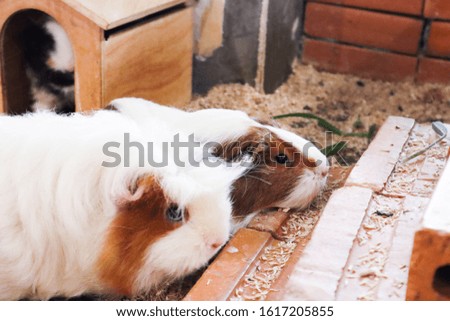 Portrait of cute guinea pig in wooden house.
