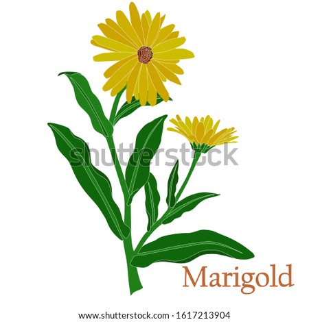 Marigold, calendula. Illustration of a plant with flowers for use in decorating, creating bouquets, cooking of medicinal and herbal tea. 