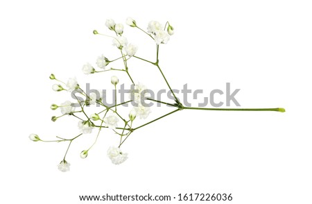 Closeup of small white gypsophila flowers isoaletd on white Royalty-Free Stock Photo #1617226036