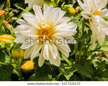 Beautiful spring flowers. White Dahlia. Leaves with and without focus. Selectable focus. Background, wallpaper, texture.