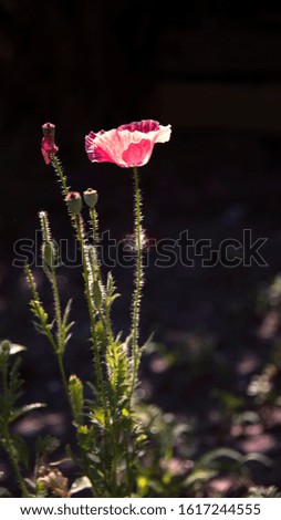 Pink poppy.Flowers in the moonlight.Blossoming poppies on a dark background.A meditative picture.Poppy lawn in the sun.Unusual color poppy.