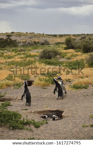 Fierce fight peak to peak between two magallanic penguins.