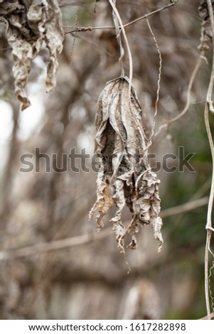 Withered white luffa vine in winter