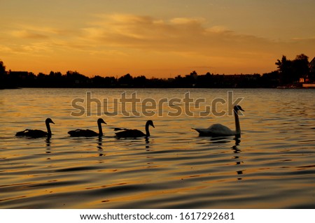 Family of swans swimming on the lake at sunrise - Slnecne jazera, Senec, Slovakia, Europe
