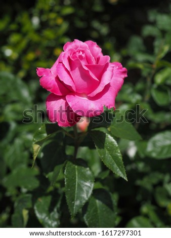 Pink rose planted in the garden are beautiful blooming fragrant, concept of home gardening in spring.
